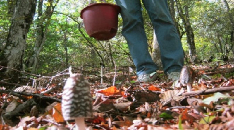 Лечение отравления грибами может обойтись до 50 тысяч гривен 