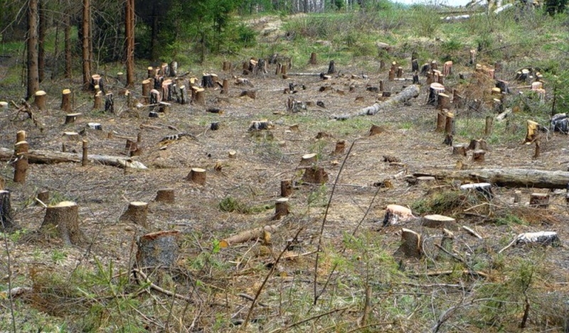 На Днепропетровщине создали новое предприятие для борьбы с незаконным уничтожением лесов 