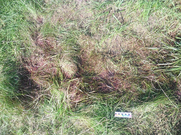 Окровавленый труп нашли в канаве жители Петропавловки