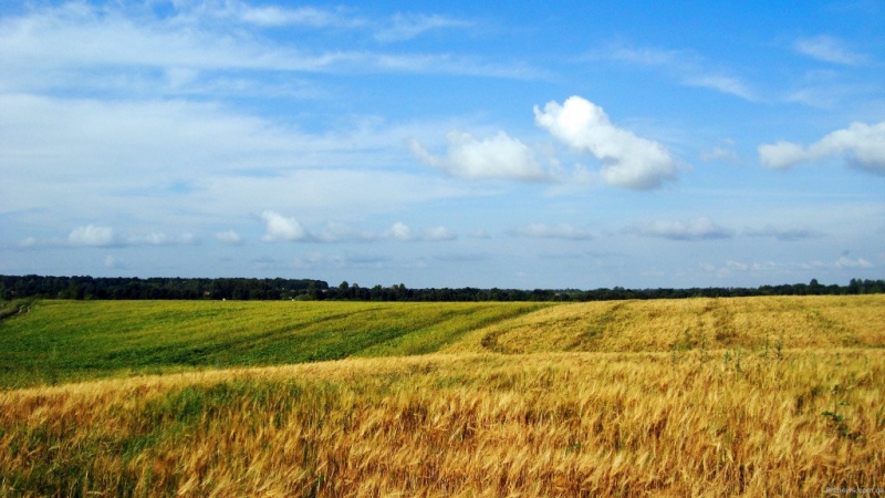 В Павлограде незаконно отдали в аренду землю стоимостью более 5 млн гривен 