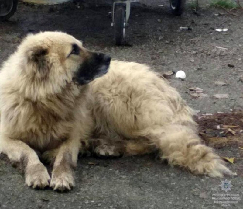 Павлоградские полицейские помогли убрать с улицы агрессивного алабая, который бросался на прохожих (ФОТО) 
