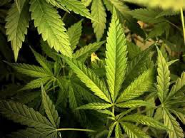 У наркофермеров Павлоградщины изъято 3 тысячи кустов конопли 