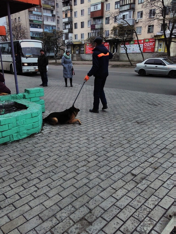 Собаки, которые набросились на павлоградцев теперь живут в приюте