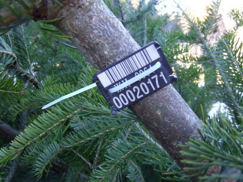 Проверить легальность елки теперь можно через специальную программу на смартфоне