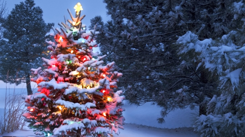 За незаконную вырубку новогодних елок могут упрятать за решетку (ВИДЕО)