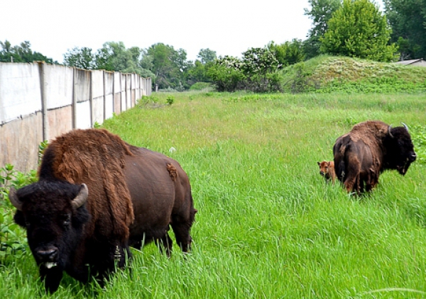 На Химзаводе родился бизон