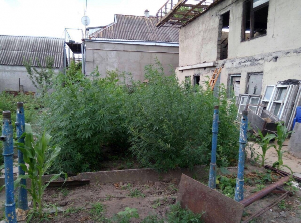  35 кг конопли собрали полицейские на огороде павлоградского наркофермера