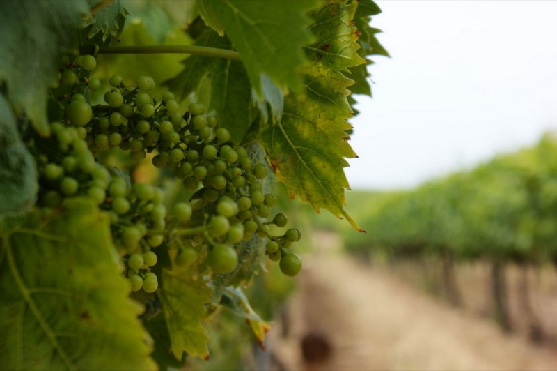 В Украине может появиться праздник виноградарей, виноделов и садоводов