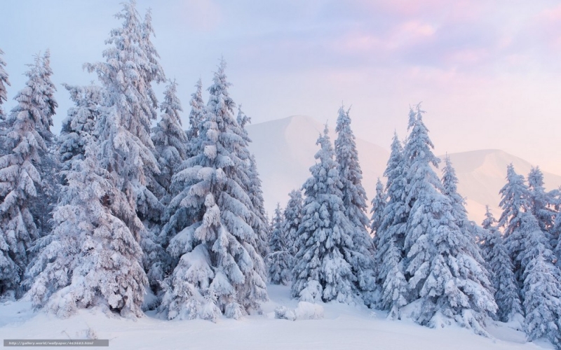Сегодня день Трифона: какая погода 14 февраля, такие будут и оставшиеся дни этого месяца