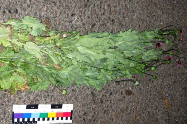 Терновчанин пытался провезти в Павлоград два мешка с кустами мака