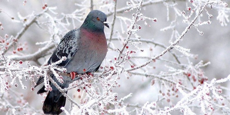 Народный прогноз: 23 февраля наши предки определяли погоду на весну и лето