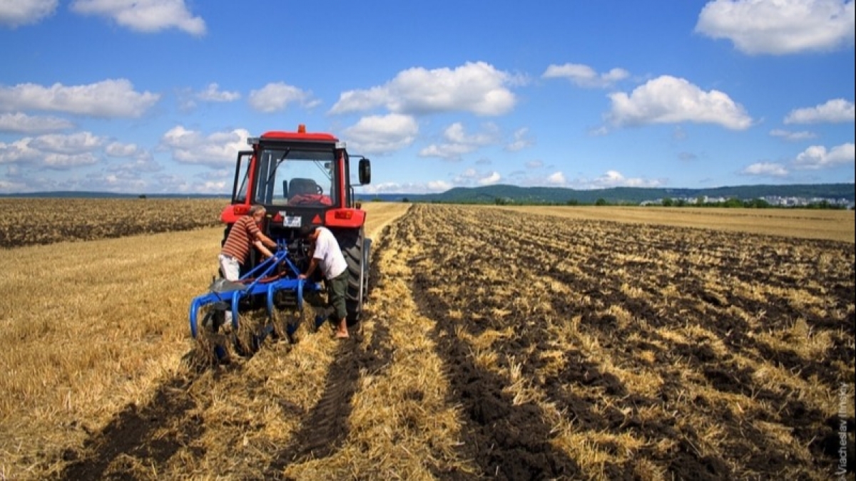 Фермерам будут компенсировать затраты на семена