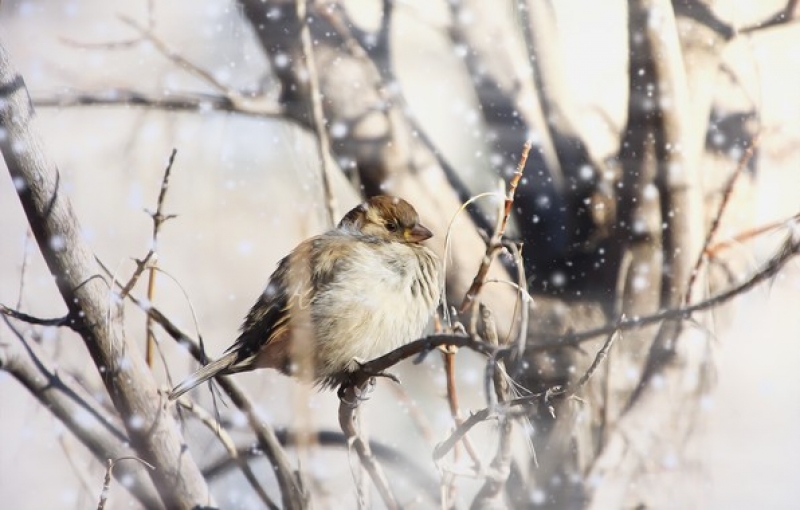 Погодные предсказания птиц и что обещают синоптики в Павлограде