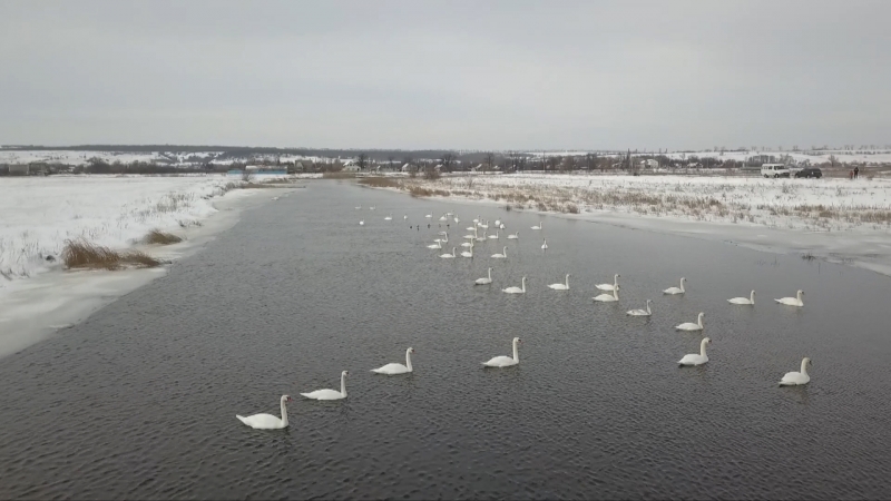 На Петропавловщине от голодной смерти спасают сотню лебедей