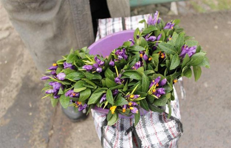Павлоградцев предупредили о неблагоприятных последствиях от продажи и покупки первоцветов