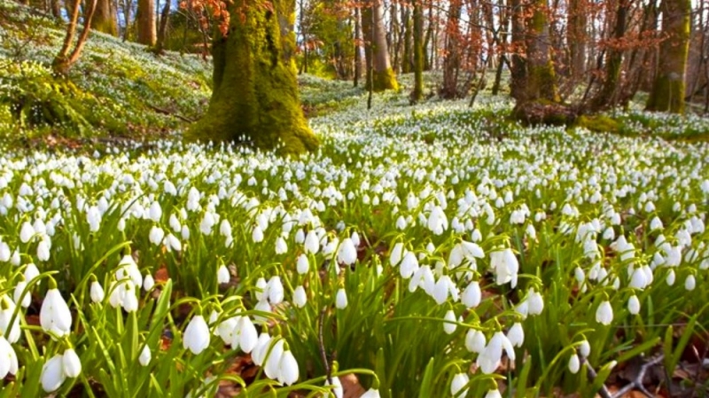 Народные приметы: 04 апреля Василий Теплый