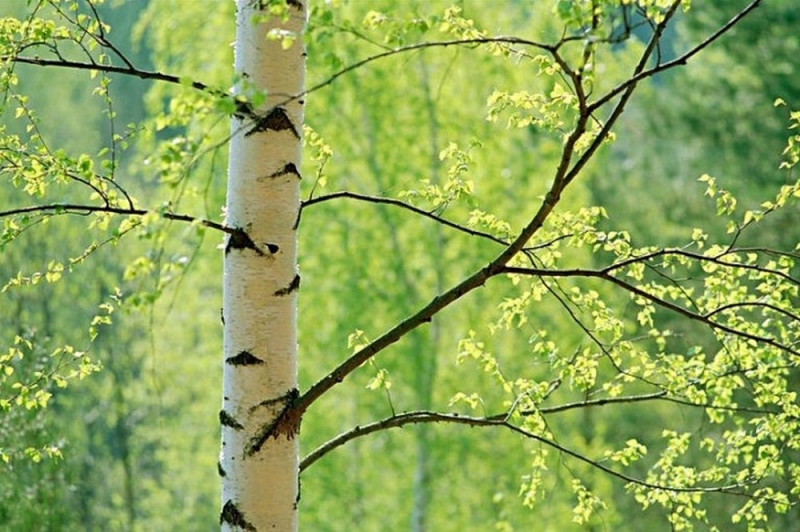 Народные приметы: 11 апреля наши предки отпаивали больных березовым соком