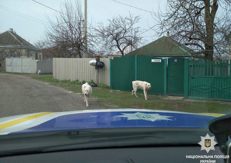 Павлоградец понесет административную ответственность за то, что его собаки свободно разгуливали по улице