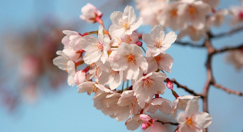 Народные приметы: 17 апреля день Иосифа Песнопевца