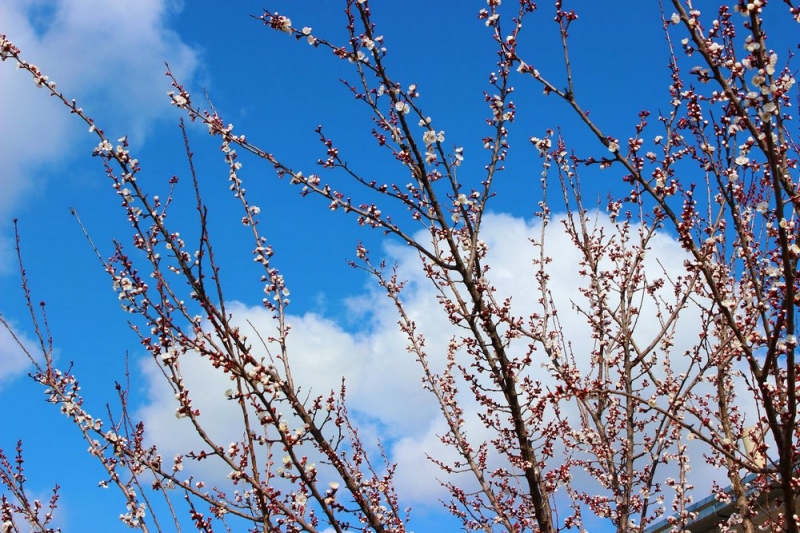 Народные приметы: 20 апреля день Акилины, когда нужно наблюдать за небом