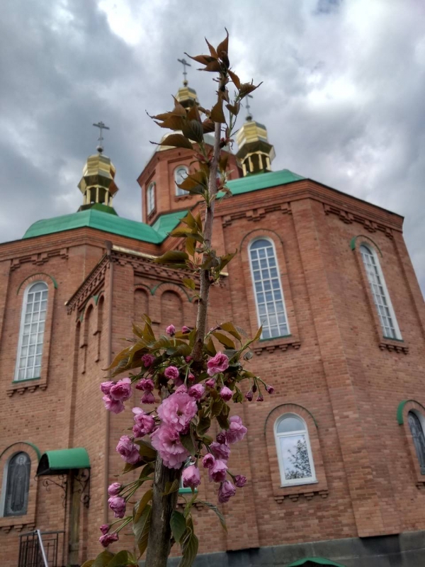 Сакуры и розы - для Западного Донбасса