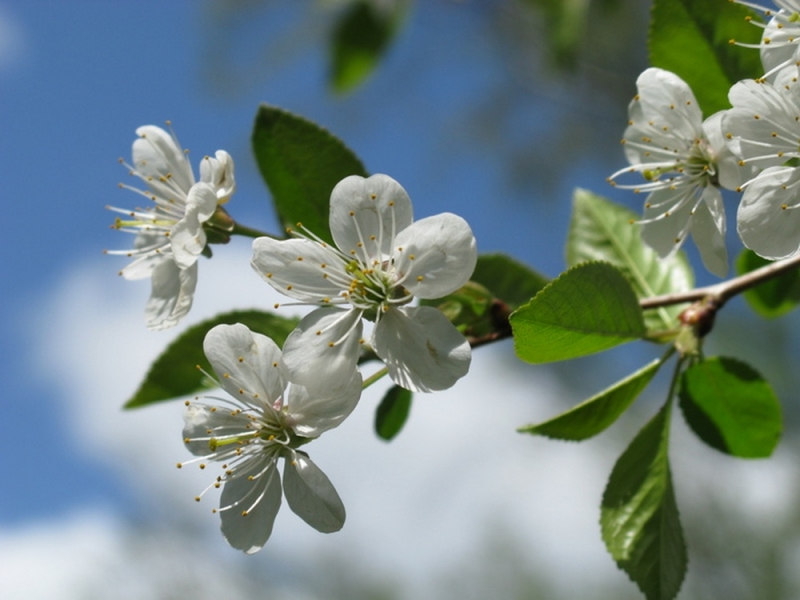Народные приметы: 30 апреля наши предки определяли урожайность вишни