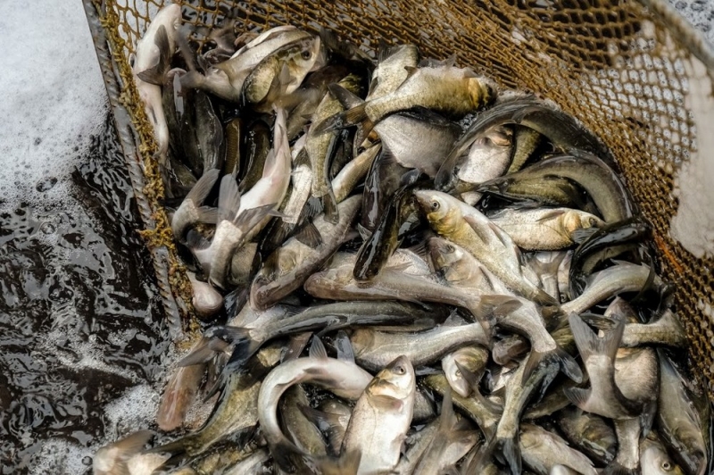 За месяц на Днепропетровщине браконьеры незаконно выловили почти 1,5 тонны рыбы