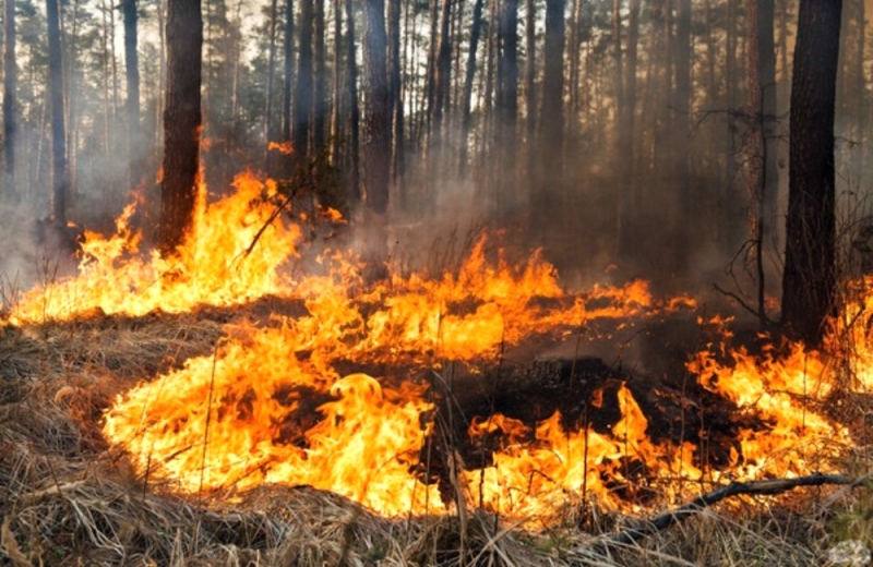 На Днепропетровщине выгорело 1,5 га леса
