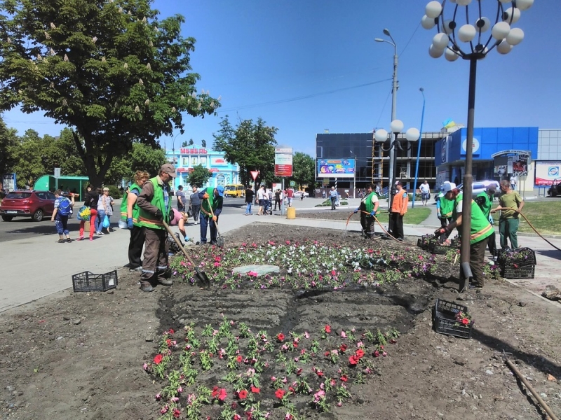 На клумбах Павлограда высадили разноцветную петунию
