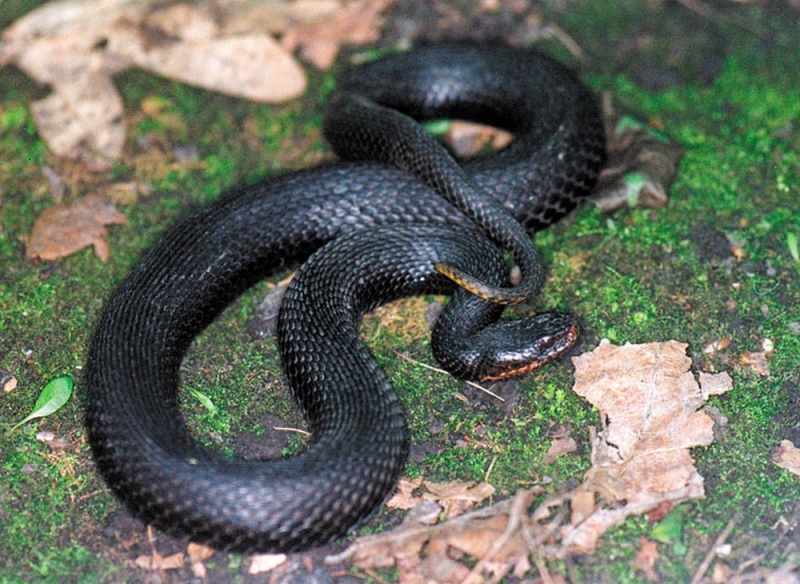 С начала весны трое павлоградцев обратились к медикам из-за укусов змей