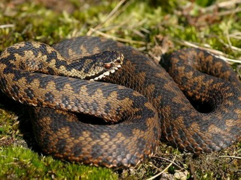 Павлоград получит 20 доз противозмеиной сыворотки