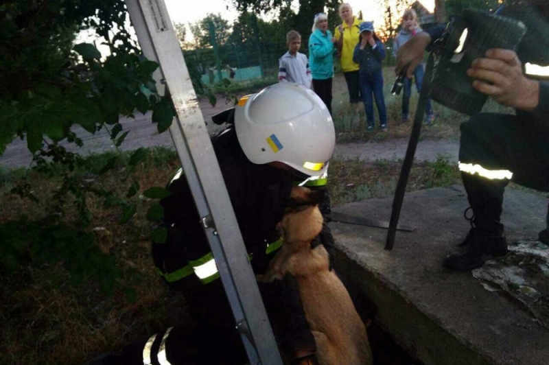 В Павлограде спасли собаку, которая упала в коммуникационный коллектор