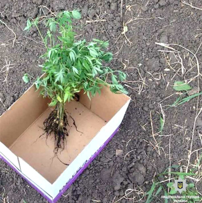 В Терновке мужчина взял земельный участок в аренду и выращивал там коноплю (ВИДЕО)