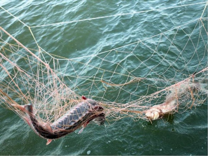 Более тысячи «черных рыбаков» задержали на Днепропетровщине во время нереста