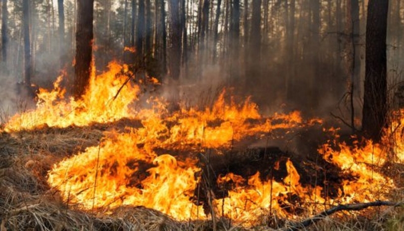 С начала года на Днепропетровщине произошло почти 1000 пожаров в экосистемах