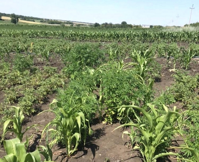 На Юрьевщине полицейские обнаружили посев конопли (ВИДЕО)