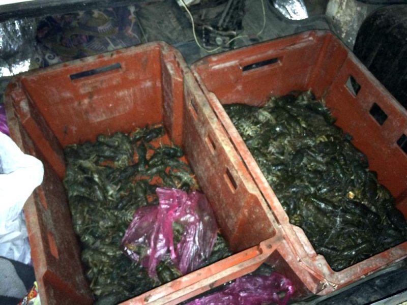 Вблизи Терновки «черные рыбаки» незаконно выловили раков на более чем 30 тыс. гривен