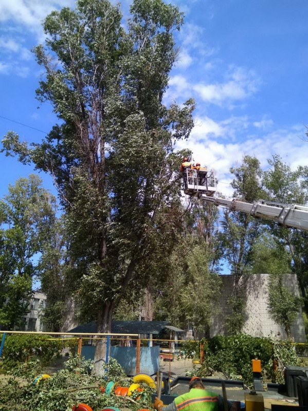 Коммунальщики Павлограда устроили деревьям города процедуру омоложения