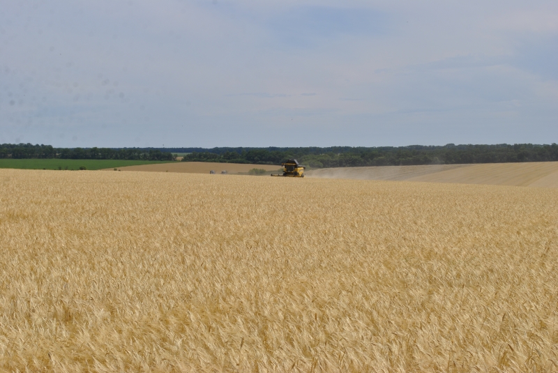 В Западном Донбассе начались жнива