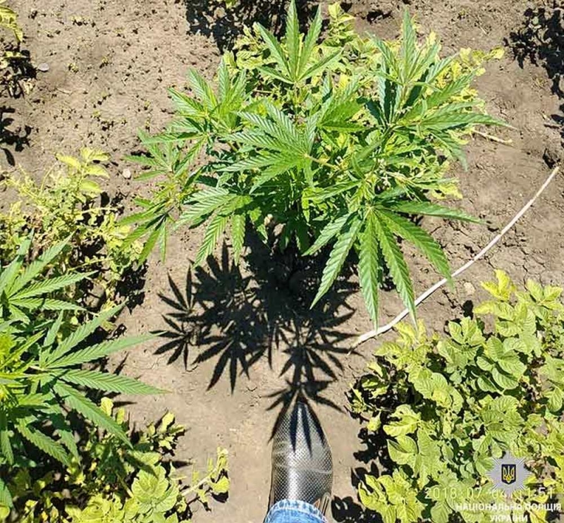 На Юрьевщине «садовник» выращивал на огороде коноплю