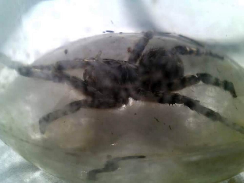 В Павлограде на огороде жительницы обнаружен тарантул (ФОТО)