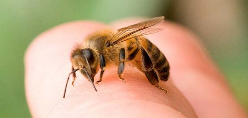 Отеки, крапивница, одышка, и даже головокружение: врачи советуют, что делать при укусе пчелы