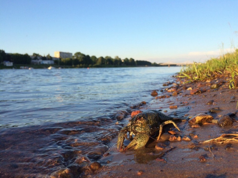 С 20 августа на водоемах Днепропетровщины запрещено вылавливать раков
