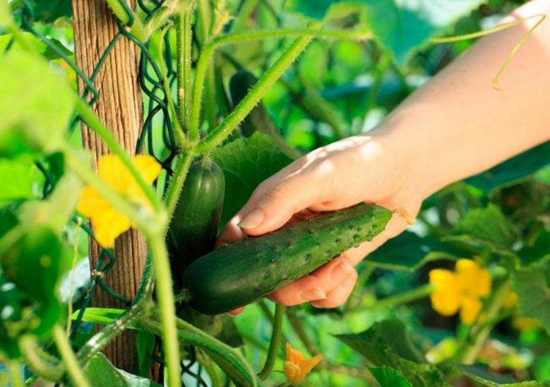 Народный прогноз: 17 августа нужно убирать чеснок и лук, срывать огурцы