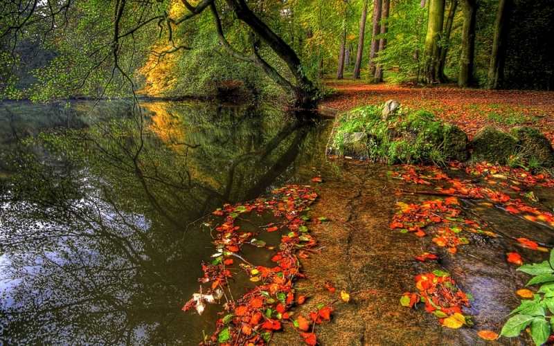 Народный прогноз: с 30 августа начинается осенний листопад