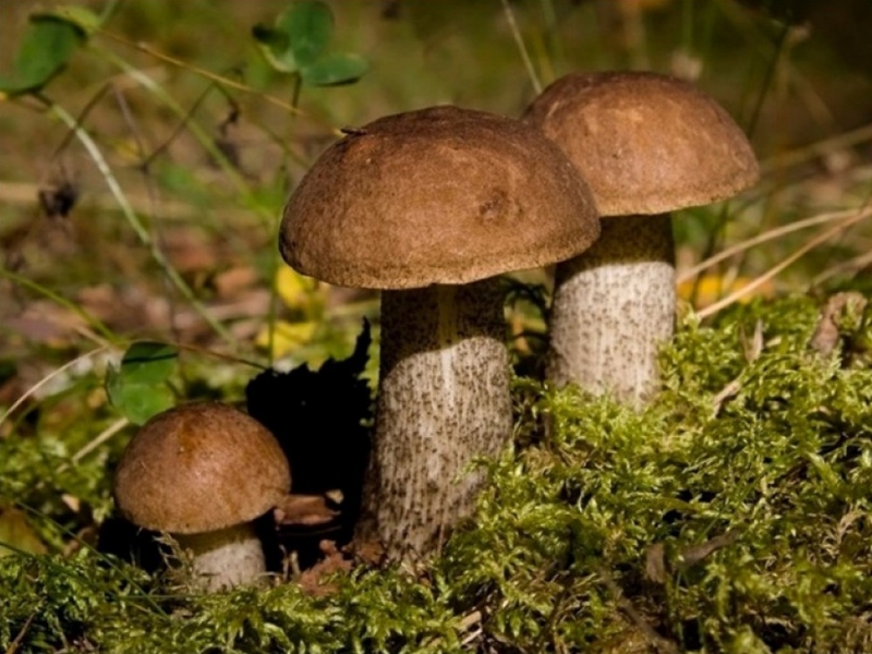 Народный прогноз: 7 сентября наши предки следили за грибами