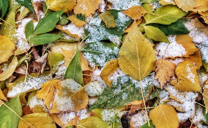 Народный прогноз: с 19 сентября начинаются Михайловские морозы