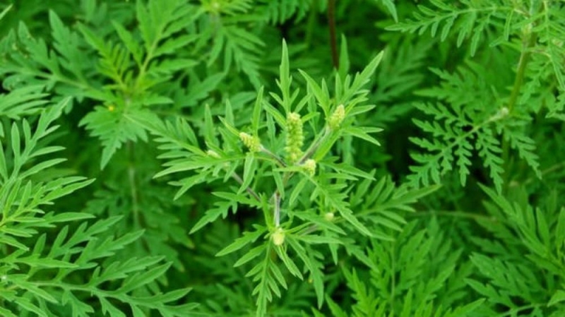 В Павлограде 2019-й может стать годом борьбы с карантинными растениями