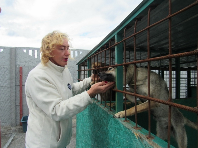 В Павлоградском приюте для животных собак кормят лучшим кормом