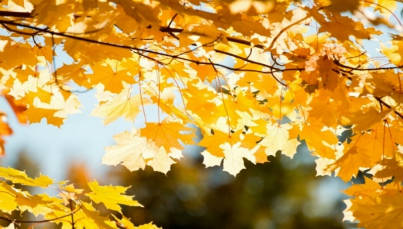 День Луки: 31 октября к святому обращались для избавления от недугов